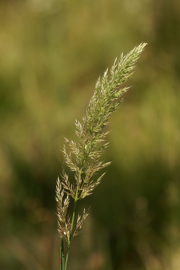 Deyeuxia quadriseta